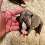 7 Male